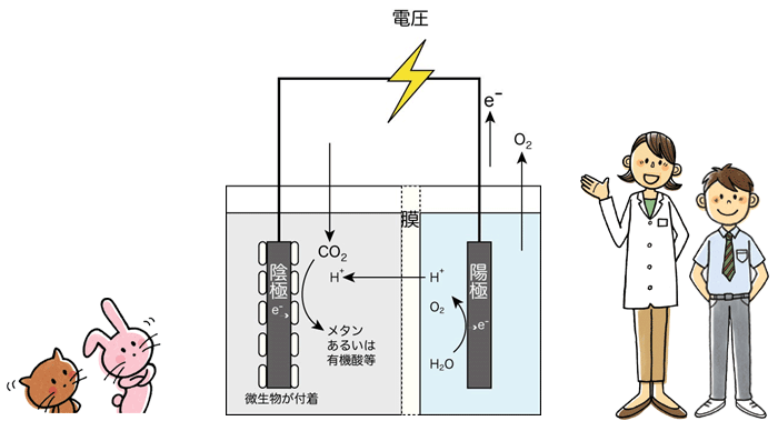 從CO 2產生物質的微生物電解 從CO 2產生物質的微生物電解